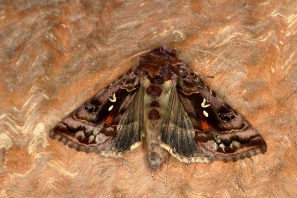 Beautiful Golden Y (Autographa pulchrina), adult. Ouston, 29-05-2020. Copyright Verna Atkinson. Beautiful Golden Y (Autographa pulchrina), adult. Ouston, 29-05-2020. Copyright Verna Atkinson.