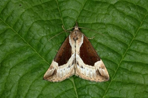 Beautiful Snout (Hypena crassalis), adult. Hoppyland, 24-06-2020. Copyright Verna Atkinson. Beautiful Snout (Hypena crassalis), adult. Hoppyland, 24-06-2020. Copyright Verna Atkinson.