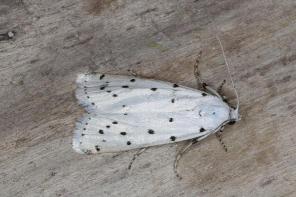 Thistle Ermine (Myelois circumvoluta), adult. Ouston, 28-06-2016. Copyright Verna Atkinson. Thistle Ermine (Myelois circumvoluta), adult. Ouston, 28-06-2016. Copyright Verna Atkinson.