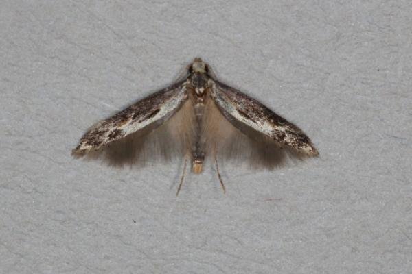 Blastodacna hellerella, adult. Ouston, 20-07-2016. Copyright Verna Atkinson.