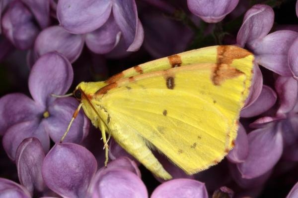 Brimstone Moth (Opisthograptis luteolata), adult. Ouston, 20-05-2020. Copyright Verna Atkinson. Brimstone Moth (Opisthograptis luteolata), adult. Ouston, 20-05-2020. Copyright Verna Atkinson.