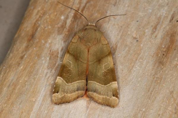 Broad-bordered Yellow Underwing (Noctua fimbriata), adult. Castle Eden Dene, 12-07-2022. Copyright Verna Atkinson.
