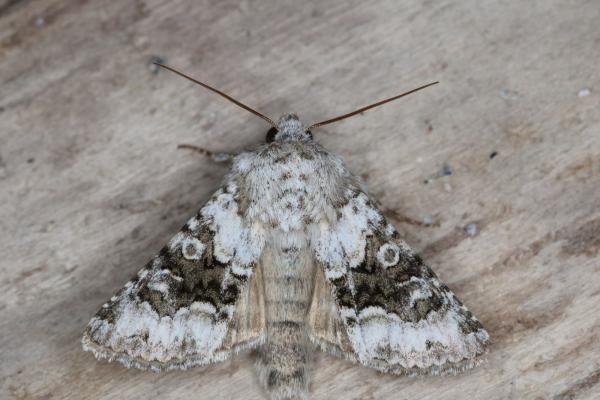 Broad-barred White (Hecatera bicolorata), adult. Ouston, 29-05-2017. Copyright Verna Atkinson.