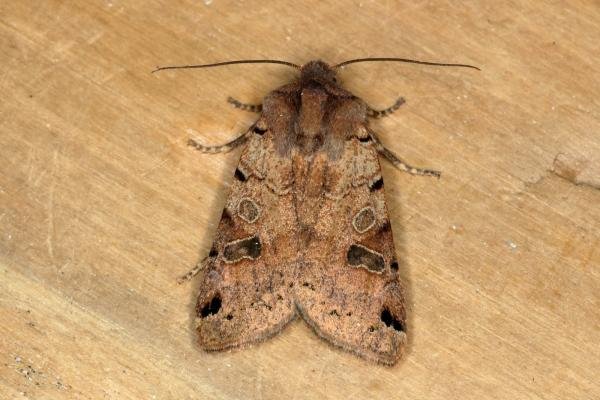 Brown-spot Pinion (Anchoscelis litura), adult. Ouston, 23-08-2019. Copyright Verna Atkinson.
