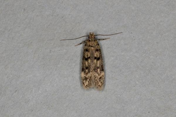 Bryotropha domestica, adult. Ouston, 10-07-2020. Copyright Verna Atkinson.