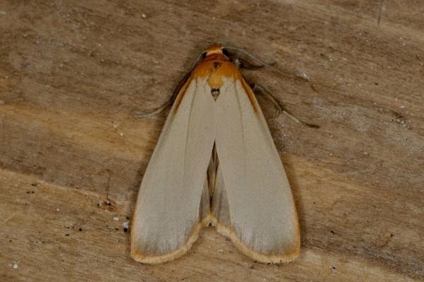 Buff Footman (Eilema depressa), adult. Ouston, 14-07-2020. Copyright Verna Atkinson. Buff Footman (Eilema depressa), adult. Ouston, 14-07-2020. Copyright Verna Atkinson.