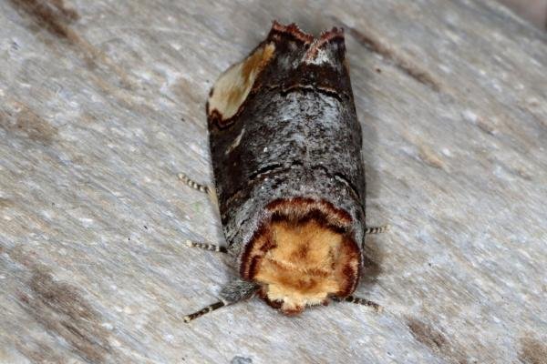 Buff-tip (Phalera bucephala), adult. Ouston, 29-05-2016. Copyright Verna Atkinson. Buff-tip (Phalera bucephala), adult. Ouston, 29-05-2016. Copyright Verna Atkinson.