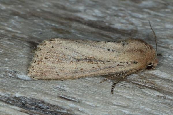 Bulrush Wainscot (Nonagria typhae), adult. Ouston, 31-08-2016. Copyright Verna Atkinson. Bulrush Wainscot (Nonagria typhae), adult. Ouston, 31-08-2016. Copyright Verna Atkinson.