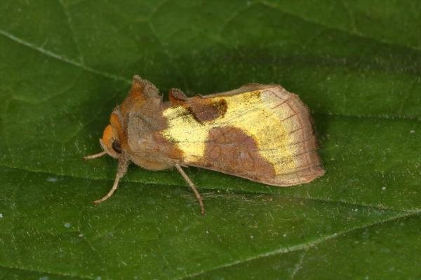 Burnished Brass (Diachrysia chrysitis), adult. Ouston, 02-07-2016. Copyright Verna Atkinson.