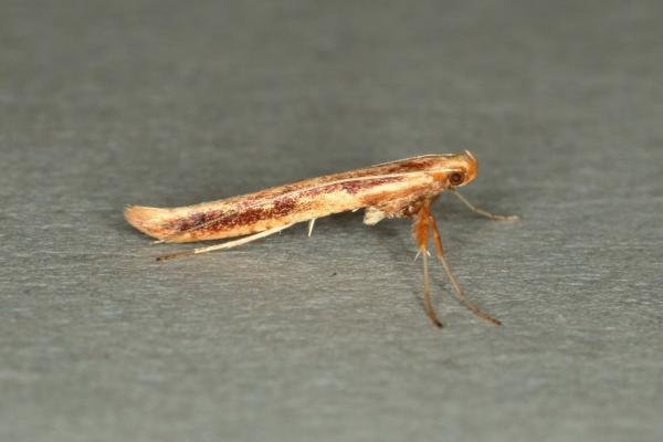 Caloptilia elongella, adult. Ouston, 20-04-2019. Copyright Verna Atkinson. Caloptilia elongella, adult. Ouston, 20-04-2019. Copyright Verna Atkinson.