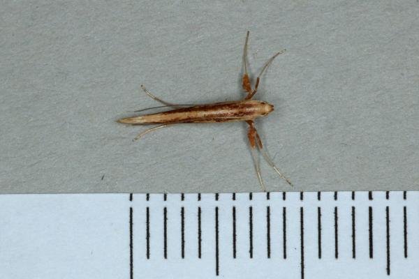 Caloptilia elongella, adult. Ouston, 20-04-2019. Copyright Verna Atkinson. Caloptilia elongella, adult. Ouston, 20-04-2019. Copyright Verna Atkinson.