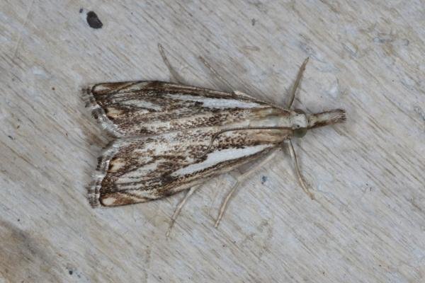 Catoptria falsella, adult. Ouston, 26-07-2016. Copyright Verna Atkinson. Catoptria falsella, adult. Ouston, 26-07-2016. Copyright Verna Atkinson.
