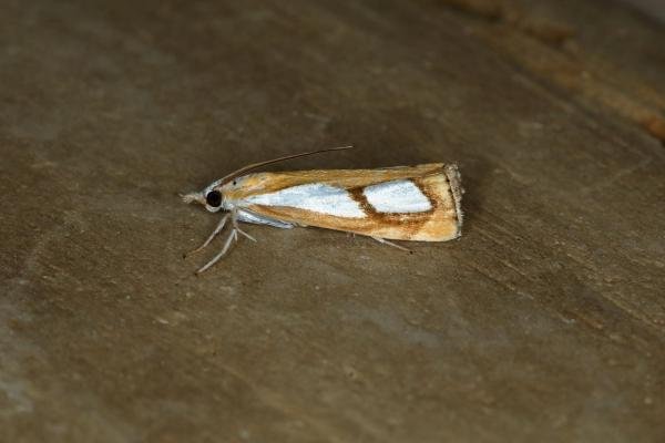Catoptria pinella, adult. Ouston, 22-07-2018. Copyright Verna Atkinson. Catoptria pinella, adult. Ouston, 22-07-2018. Copyright Verna Atkinson.