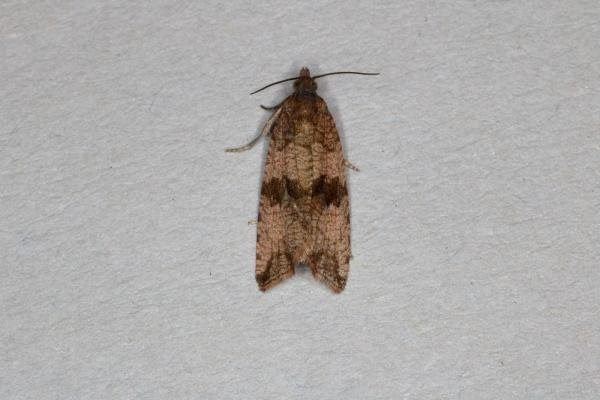 Celypha striana, adult. Ouston, 13-07-2019. Copyright Verna Atkinson.