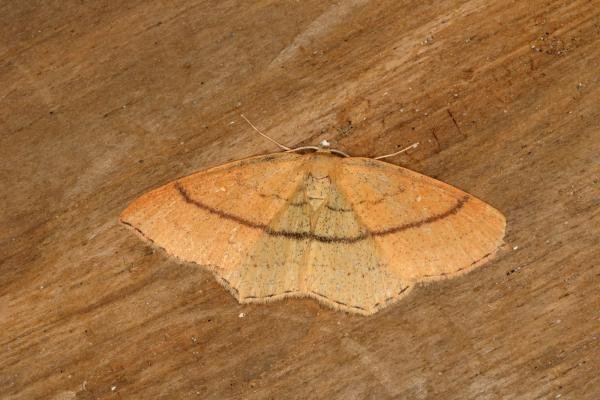 Clay Triple-lines (Cyclophora linearia), adult. Ouston, 09-07-2019. Copyright Verna Atkinson.