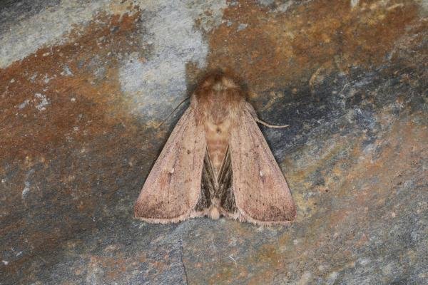 Clay (Mythimna ferrago), adult. Ouston, 03-07-2023. Copyright Verna Atkinson. Clay (Mythimna ferrago), adult. Ouston, 03-07-2023. Copyright Verna Atkinson.