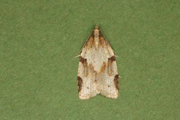 Cyclamen Tortrix (Clepsis spectrana), adult. Ouston, 09-06-2022. Copyright Verna Atkinson. Cyclamen Tortrix (Clepsis spectrana), adult. Ouston, 09-06-2022. Copyright Verna Atkinson.