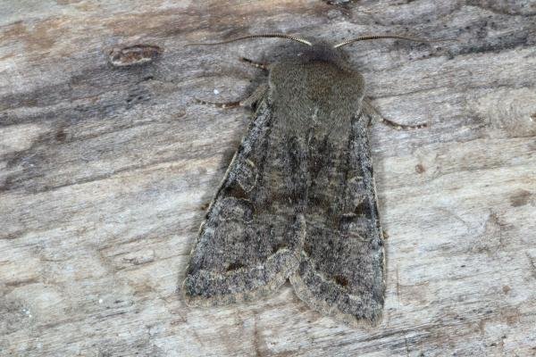 Clouded Drab (Orthosia incerta), adult. Ouston, 08-04-2018. Copyright Verna Atkinson.