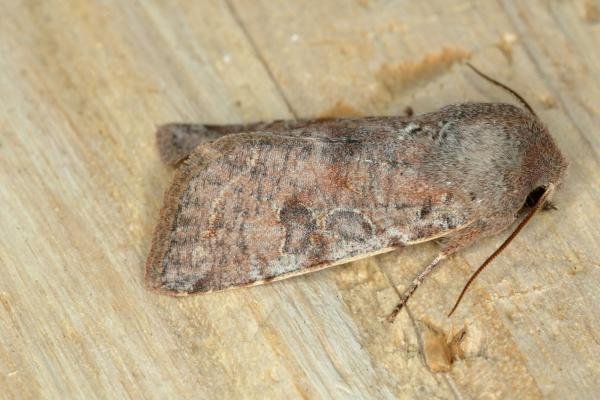 Clouded Drab (Orthosia incerta), adult. Ouston, 11-04-2020. Copyright Verna Atkinson. Clouded Drab (Orthosia incerta), adult. Ouston, 11-04-2020. Copyright Verna Atkinson.