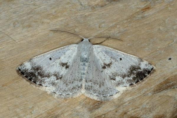 Clouded Silver (Lomographa temerata), adult. Ouston, 08-05-2020. Copyright Verna Atkinson.
