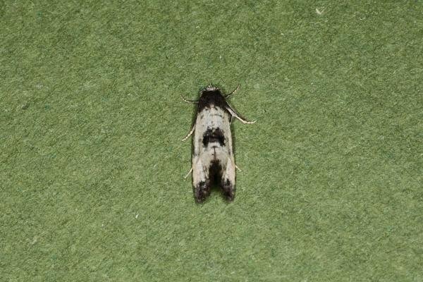 Neocochylis dubitana, adult. Ouston, 07-08-2023. Copyright Verna Atkinson.
