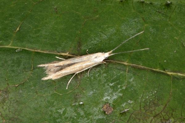 Coleophora albicosta, adult. Ouston, 14-06-2016. Copyright Verna Atkinson.