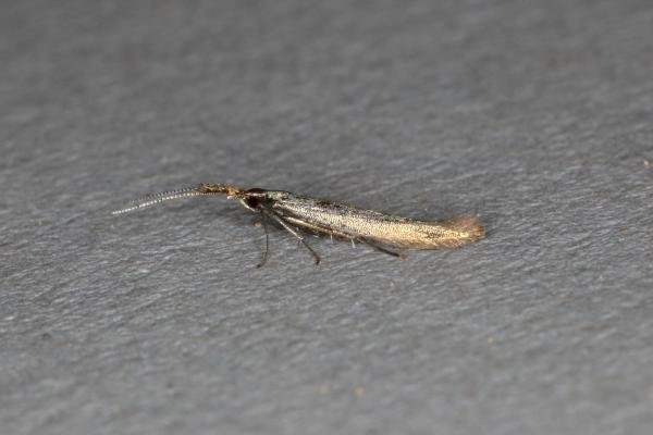 Coleophora mayrella, adult. Ouston, 21-06-2019. Copyright Verna Atkinson.