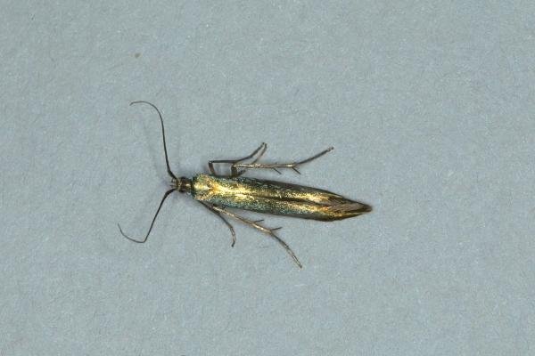 Coleophora trifolii, adult. Ouston, 29-06-2018. Copyright Verna Atkinson.