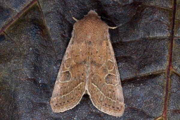 Common Quaker (Orthosia cerasi), adult. Ouston, 22-02-2016. Copyright Verna Atkinson.
