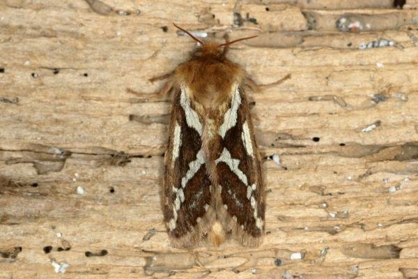 Common Swift (Korscheltellus lupulina), adult. Ouston, 20-05-2020. Copyright Verna Atkinson. Common Swift (Korscheltellus lupulina), adult. Ouston, 20-05-2020. Copyright Verna Atkinson.