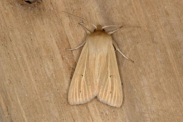 Common Wainscot (Mythimna pallens), adult. Ouston, 19-06-2019. Copyright Verna Atkinson.