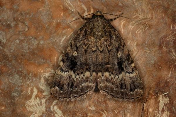 Copper Underwing agg. (Amphipyra pyramidea/berbera), adult. Ouston, 15-09-2019. Copyright Verna Atkinson. Copper Underwing agg. (Amphipyra pyramidea/berbera), adult. Ouston, 15-09-2019. Copyright Verna Atkinson.