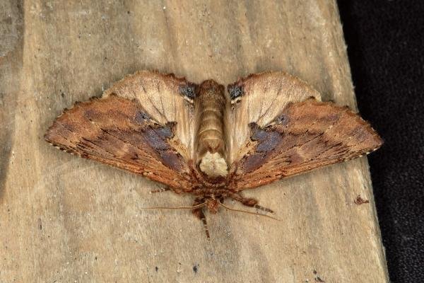 Coxcomb Prominent (Ptilodon capucina), adult. Ouston, 29-05-2018. Copyright Verna Atkinson. Coxcomb Prominent (Ptilodon capucina), adult. Ouston, 29-05-2018. Copyright Verna Atkinson.