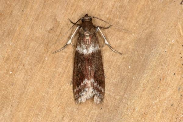 Cryptoblabes bistriga, adult. Ouston, 23-06-2019. Copyright Verna Atkinson.