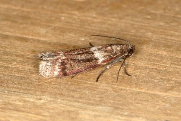 Cryptoblabes bistriga, adult. Ouston, 23-06-2019. Copyright Verna Atkinson. Cryptoblabes bistriga, adult. Ouston, 23-06-2019. Copyright Verna Atkinson.