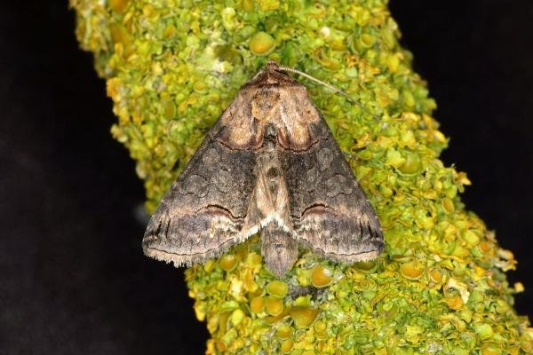 Dark Spectacle (Abrostola triplasia), adult. Ouston, 11-09-2018. Copyright Verna Atkinson. Dark Spectacle (Abrostola triplasia), adult. Ouston, 11-09-2018. Copyright Verna Atkinson.