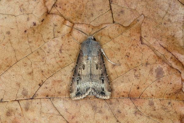 Dark Sword-grass (Agrotis ipsilon), adult. Ouston, 18-09-2018. Copyright Verna Atkinson. Dark Sword-grass (Agrotis ipsilon), adult. Ouston, 18-09-2018. Copyright Verna Atkinson.