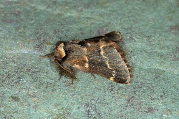 December Moth (Poecilocampa populi), adult. Ouston, 16-10-2018. Copyright Verna Atkinson. December Moth (Poecilocampa populi), adult. Ouston, 16-10-2018. Copyright Verna Atkinson.