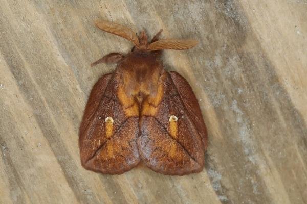 Drinker (Euthrix potatoria), adult. Ouston, 19-06-2018. Copyright Verna Atkinson. Drinker (Euthrix potatoria), adult. Ouston, 19-06-2018. Copyright Verna Atkinson.