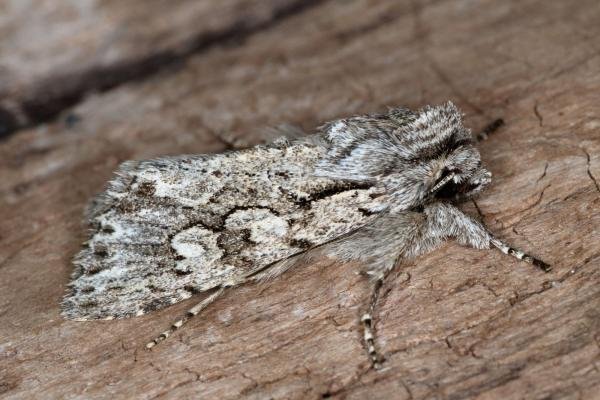 Early Grey (Xylocampa areola), adult. Ouston, 23-03-2019. Copyright Verna Atkinson. Early Grey (Xylocampa areola), adult. Ouston, 23-03-2019. Copyright Verna Atkinson.