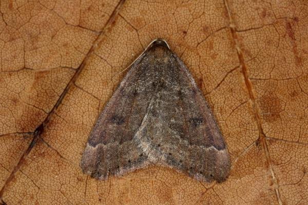 Early Moth (Theria primaria), adult. Ouston, 29-12-2019. Copyright Verna Atkinson.