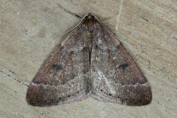 Early Moth (Theria primaria), adult. Ouston, 20-01-2018. Copyright Verna Atkinson.