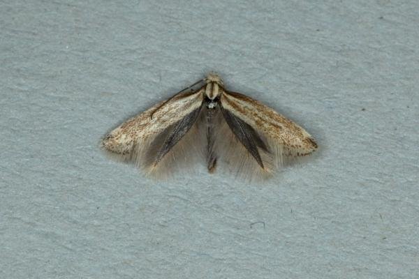 Elachista rufocinerea, adult. Ouston, 20-05-2019. Copyright Verna Atkinson. Elachista rufocinerea, adult. Ouston, 20-05-2019. Copyright Verna Atkinson.