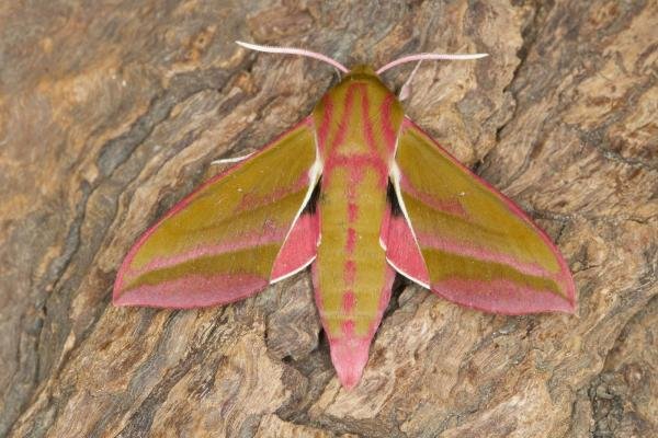 Elephant Hawk-moth (Deilephila elpenor), adult. Ouston, 24-06-2021. Copyright Verna Atkinson.