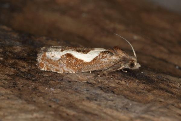 Epiblema foenella, adult. Ouston, 25-07-2016. Copyright Verna Atkinson.