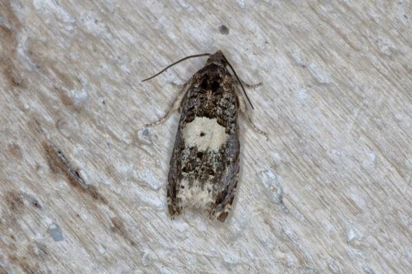 Epiblema cirsiana/scutulana, adult. Bowes Valley Nature Reserve, 24-05-2016. Copyright Verna Atkinson. Epiblema cirsiana/scutulana, adult. Bowes Valley Nature Reserve, 24-05-2016. Copyright Verna Atkinson.
