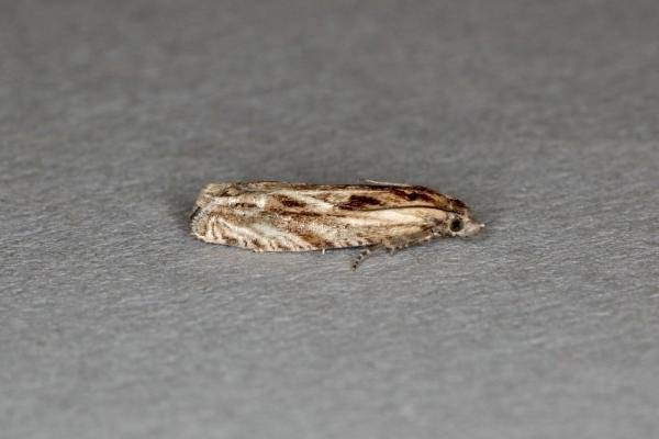 Eucosma cana, adult. Ouston, 12-07-2020. Copyright Verna Atkinson. Eucosma cana, adult. Ouston, 12-07-2020. Copyright Verna Atkinson.