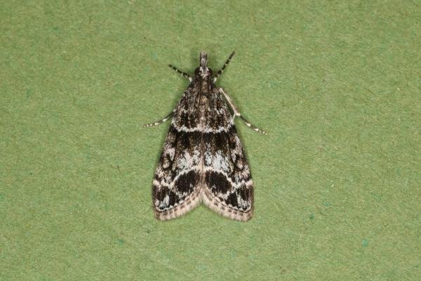 Eudonia mercurella, adult. Ouston, 03-07-2022. Copyright Verna Atkinson.