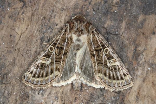 Feathered Gothic (Tholera decimalis), adult. Ouston, 19-08-2016. Copyright Verna Atkinson.