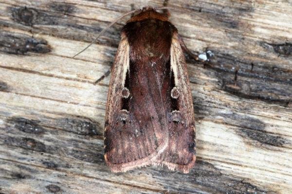 Flame Shoulder (Ochropleura plecta), adult. Ouston, 27-05-2016. Copyright Verna Atkinson. Flame Shoulder (Ochropleura plecta), adult. Ouston, 27-05-2016. Copyright Verna Atkinson.